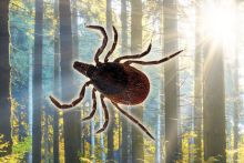 Lyme Disease and Other Tick-Borne Diseases
